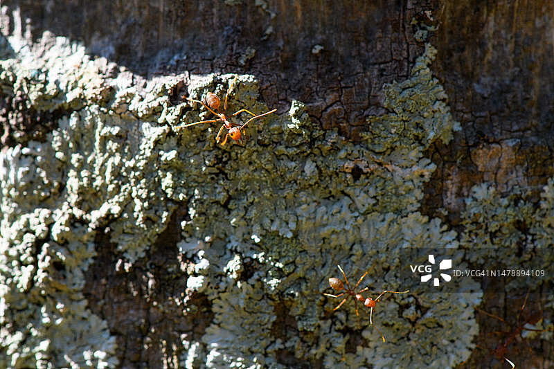 织叶蚁爬行树上地衣图片素材
