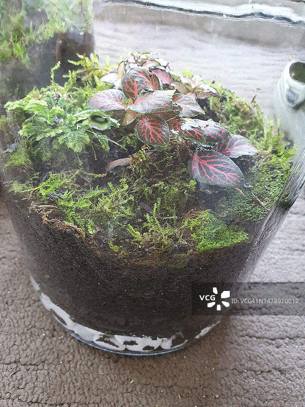 室内热带植物特写，如神经植物和苔藓在玻璃罐中生长图片素材
