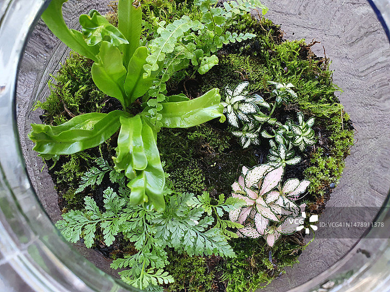 玻璃罐生态缸中的热带植物特写图片素材