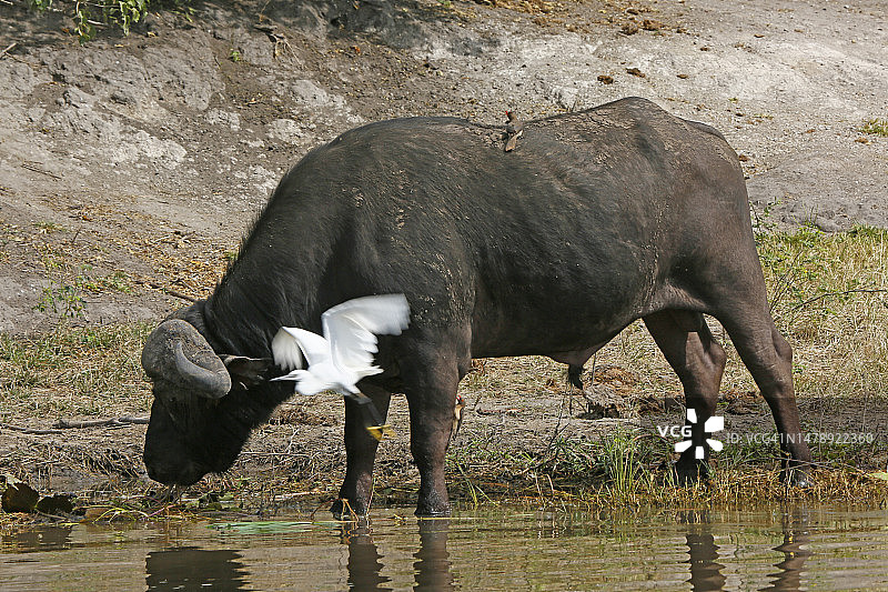 非洲水牛公牛图片素材