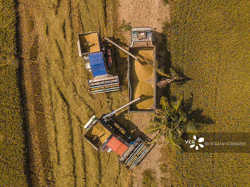 联合收割机将稻米装入卡车航拍图片素材