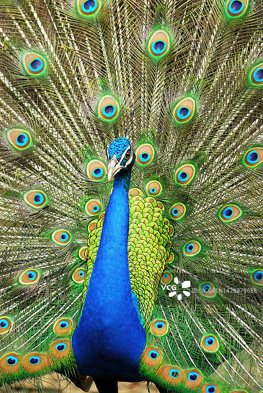 孔雀开屏特写图片素材