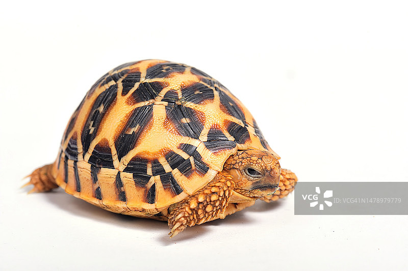 印度星龟（Geochelone elegans），白色背景隔离图片素材