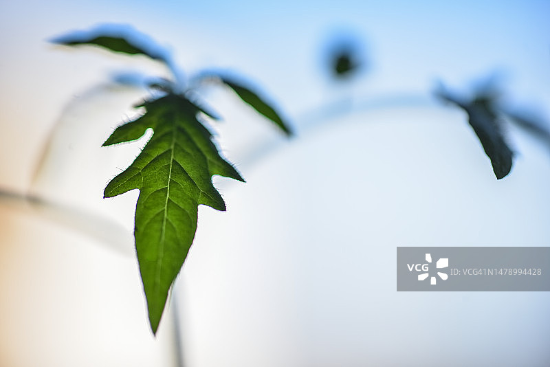 大家好图片素材