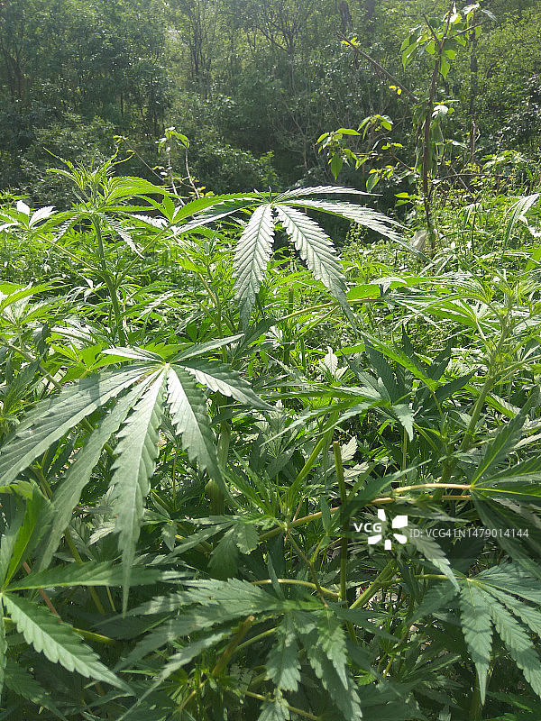 巴基斯坦伊斯兰堡的野生大麻图片素材