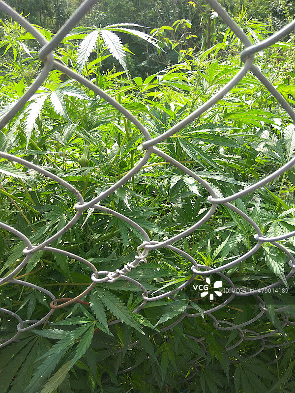 巴基斯坦伊斯兰堡的野生大麻图片素材