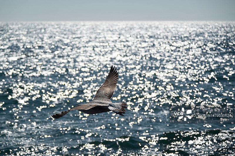海鸥在晴朗蓝天中飞翔图片素材