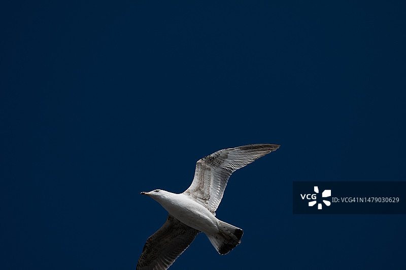 海鸥在晴朗蓝天中飞翔图片素材