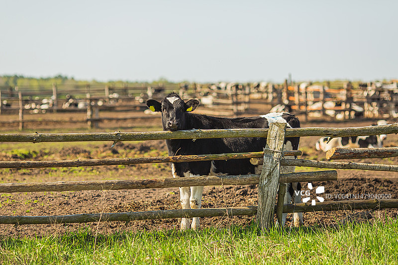农场里的奶牛，家畜，奶牛图片素材