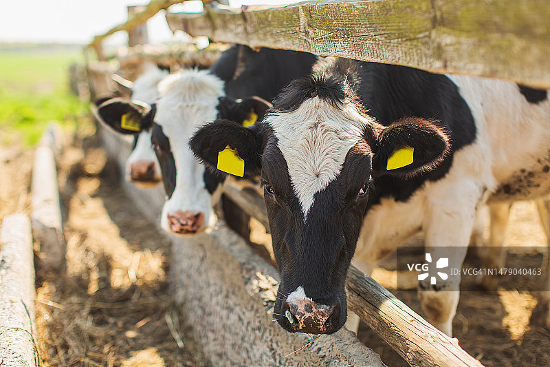 农场里的奶牛，家畜，奶牛图片素材