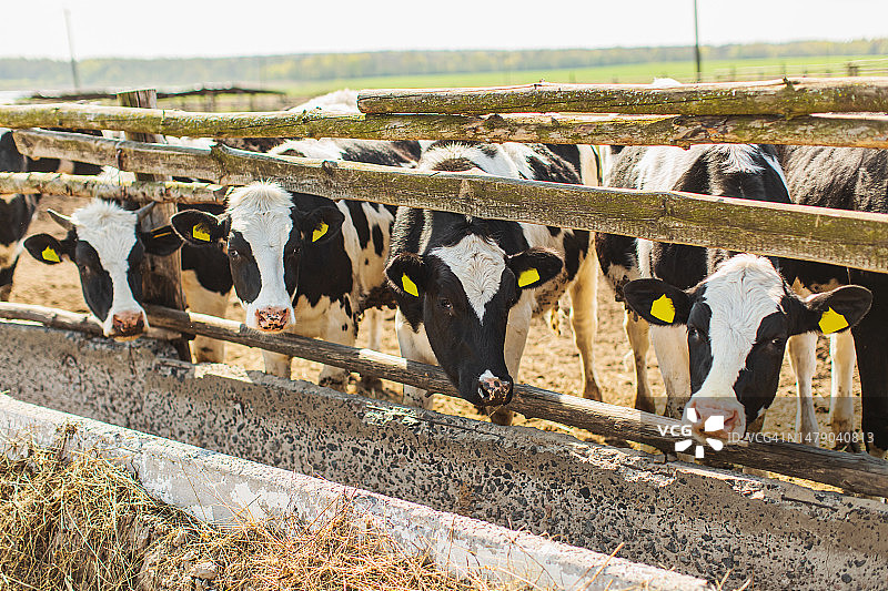农场里的奶牛，家畜，奶牛图片素材
