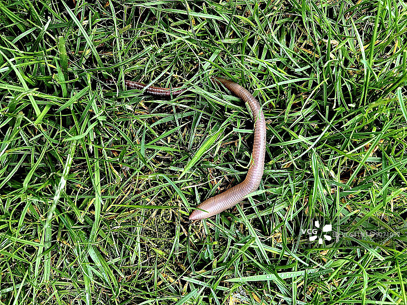 蚯蚓在草丛中蠕动图片素材