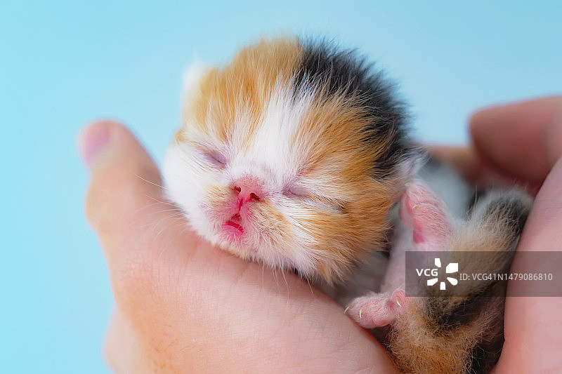 青少年双手捧着可爱的新生小猫图片素材