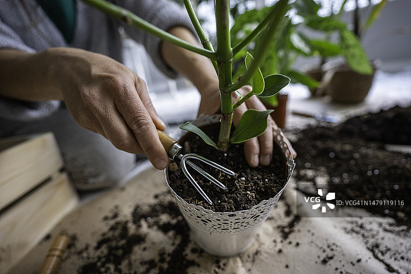 家庭园艺：女子更换室内盆栽特写图片素材