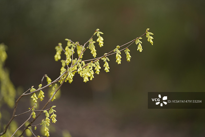 穗花 Corylopsis图片素材