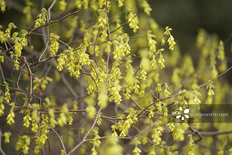 穗花 Corylopsis图片素材