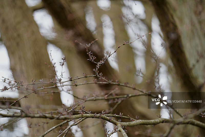 连香树图片素材