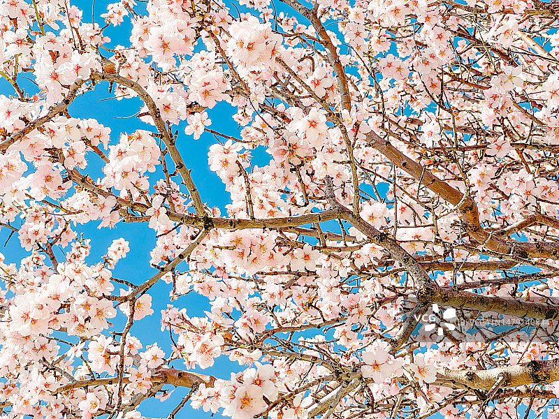 春天的杏树图片素材