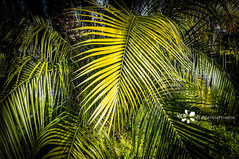 流动棕榈叶图片素材