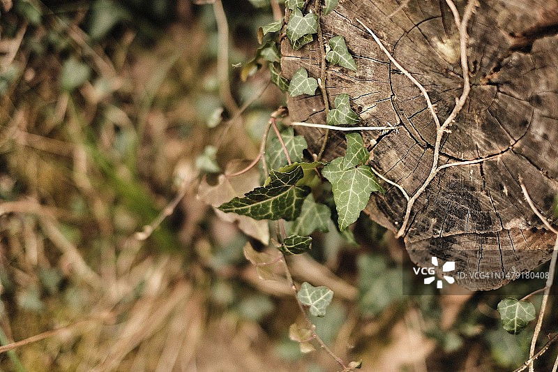 植被覆盖的树桩切面图片素材