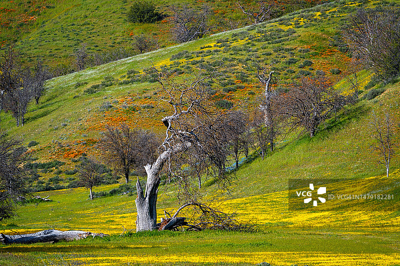 加州休眠橡树与野花山丘图片素材