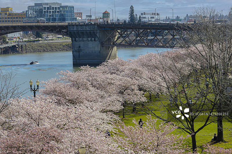 2023年3月29日波特兰河畔樱花图片素材