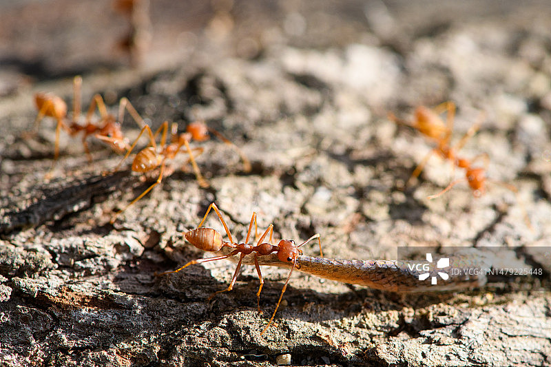 织叶蚁正在移动动物鳞片图片素材