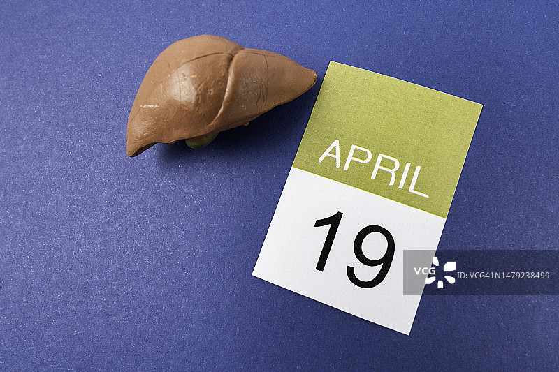 4月19日日历与人造肝脏，世界肝脏日概念图片素材