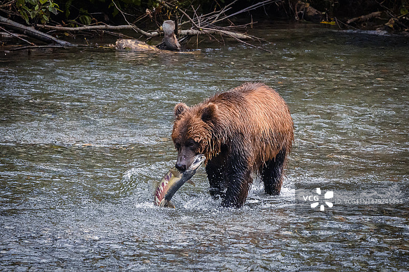 灰熊捕猎鲑鱼图片素材
