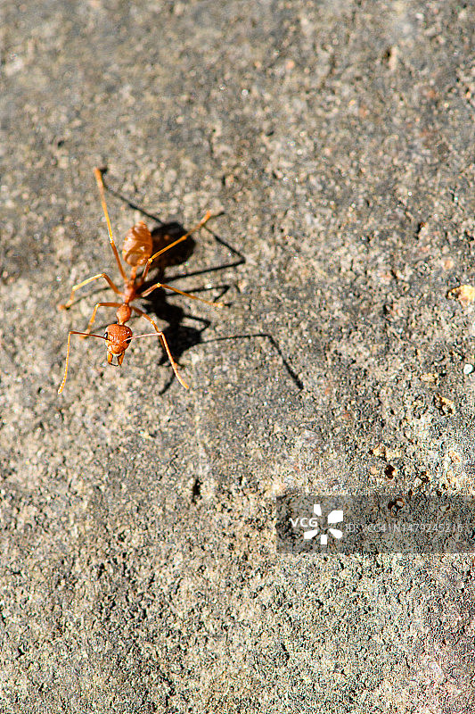 带阴影的织叶蚁图片素材