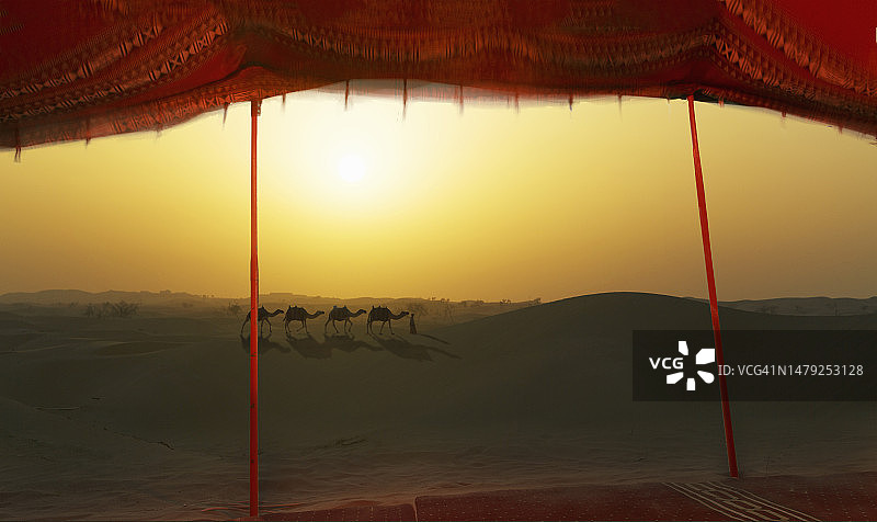 沙漠沙丘上的骆驼图片素材