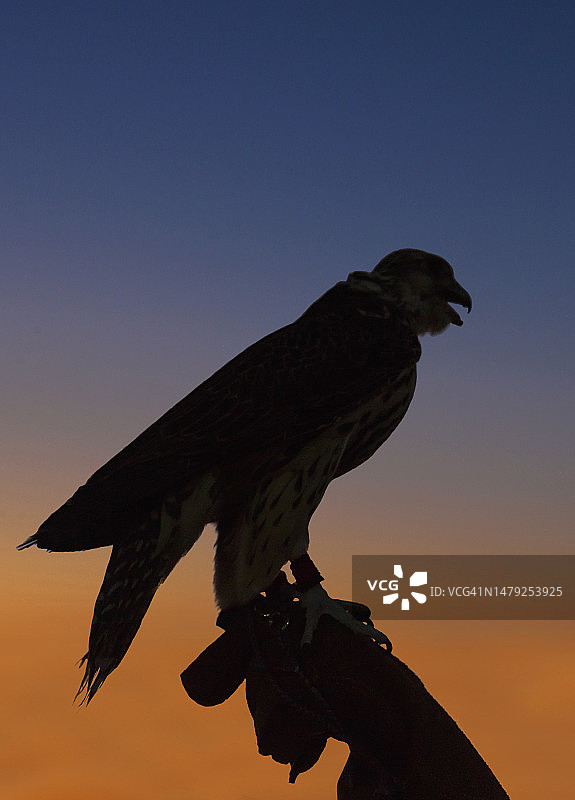 日落时分，男人手持猎鹰图片素材