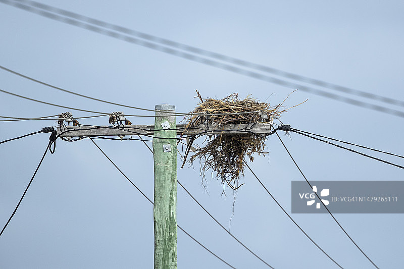 鱼鹰巢图片素材