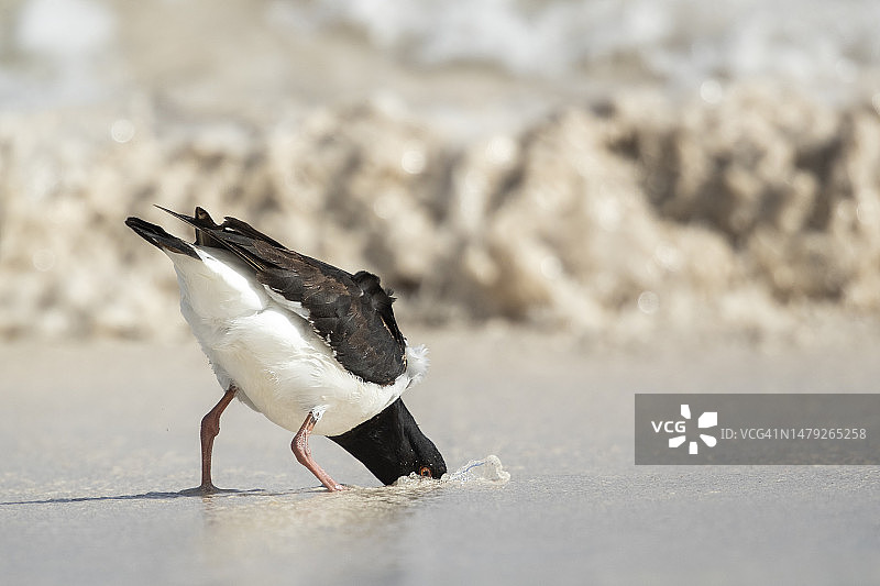 鸵鸟心态图片素材