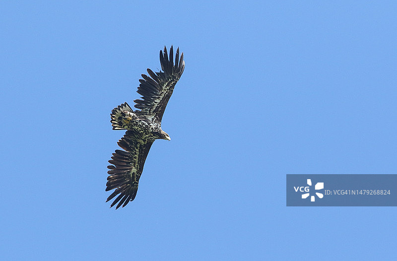 罕见的白尾海雕在英国的蓝天上飞翔图片素材