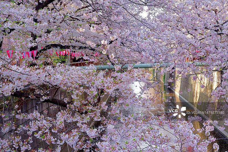 东京目黑川沿岸的赏樱活动图片素材