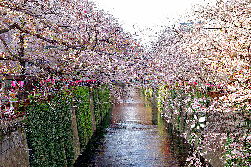 东京目黑川沿岸的赏樱活动图片素材