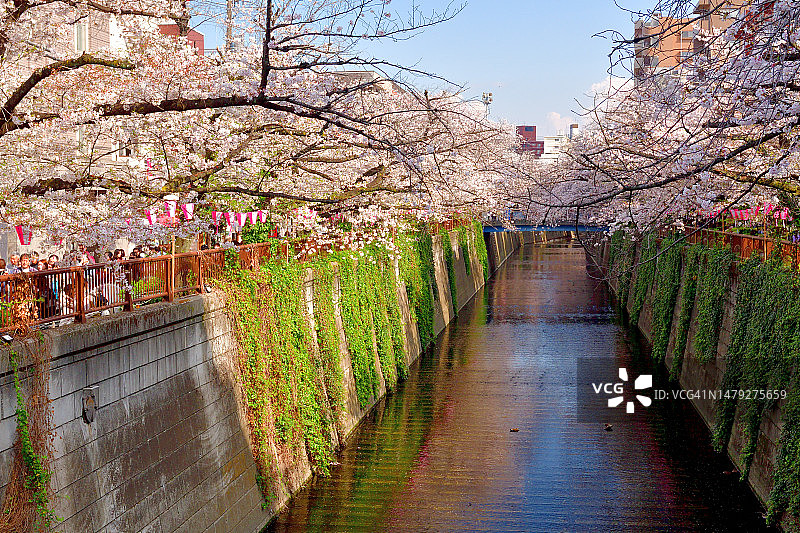 东京目黑川沿岸的赏樱活动图片素材