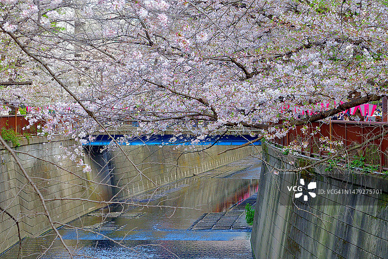 东京目黑川沿岸的赏樱活动图片素材