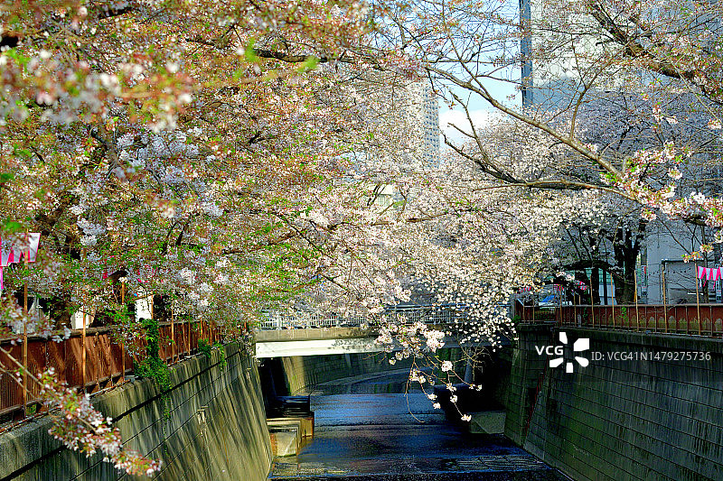 东京目黑川沿岸的赏樱活动图片素材