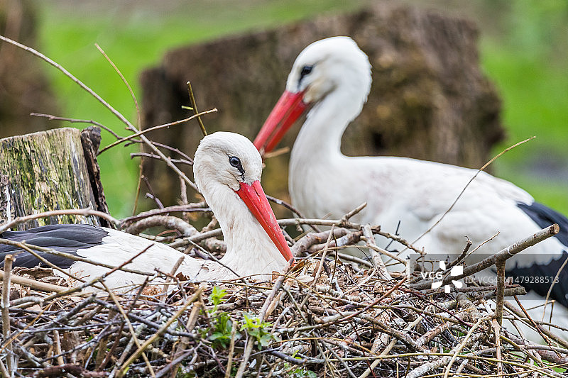 准备筑巢的白鹳图片素材