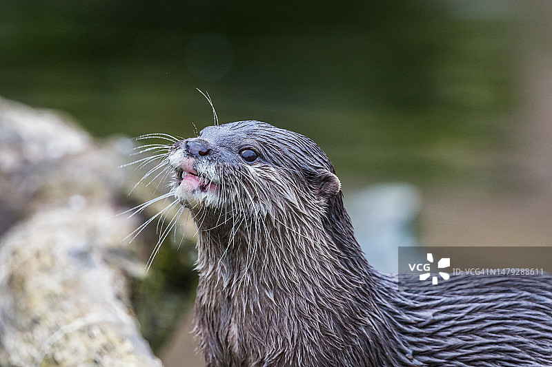 短爪水獭咀嚼图片素材