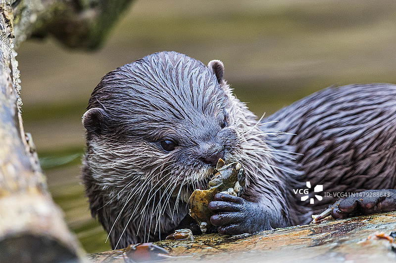 小爪水獭吃螃蟹图片素材