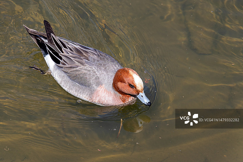 在水面上平稳游动的欧亚赤颈鸭图片素材
