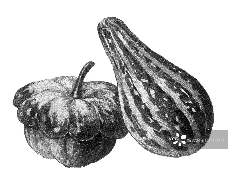 老式彩色石印植物插图：南瓜图片素材