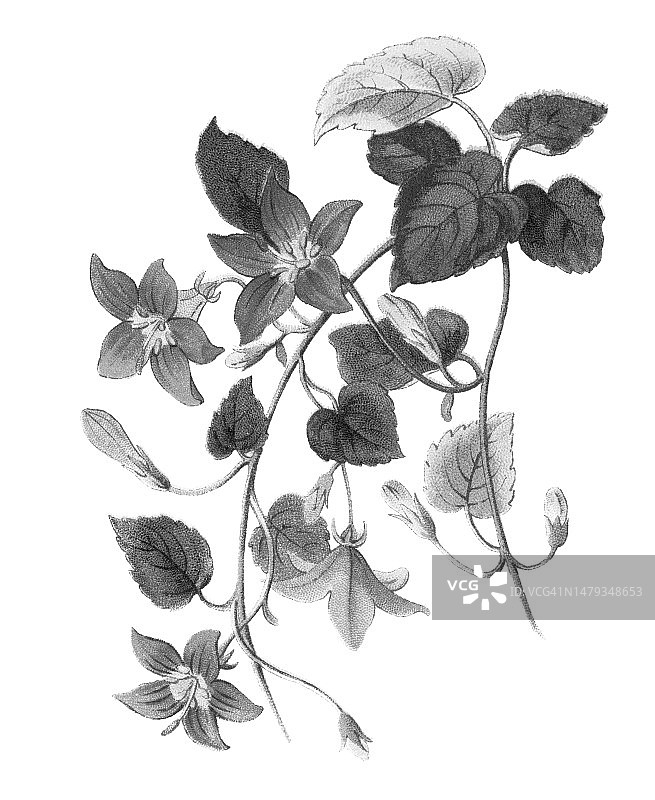 风铃草旧彩色石印植物插图图片素材