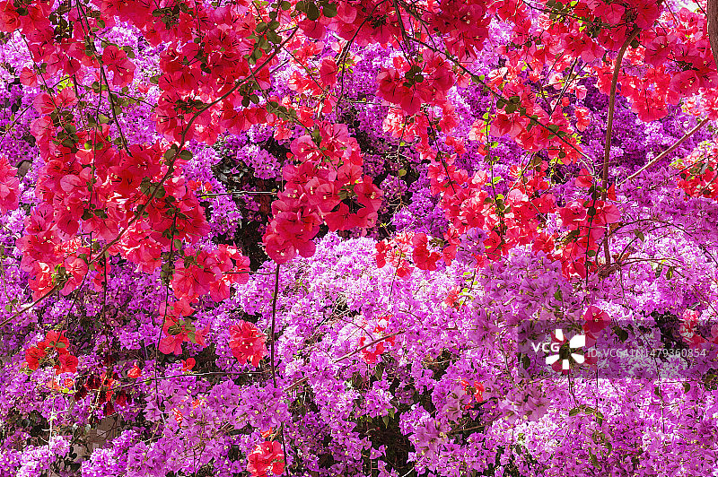 三角梅花海图片素材