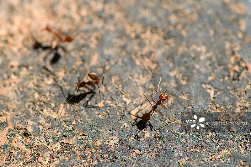 地面上的织叶蚁图片素材