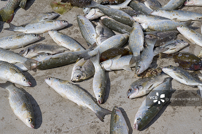 新鲜的鱼图片素材