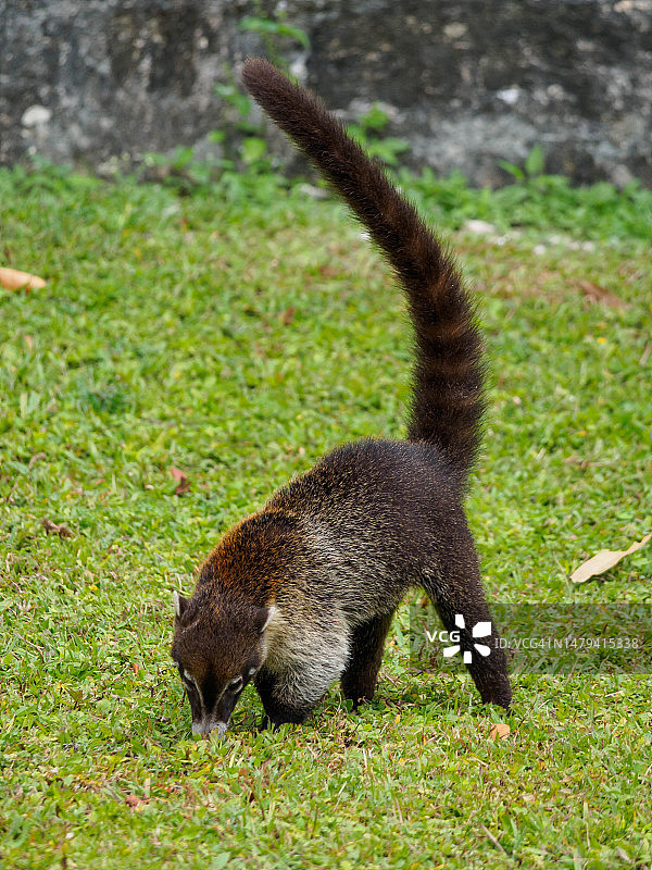 危地马拉蒂卡尔国家公园的浣熊图片素材